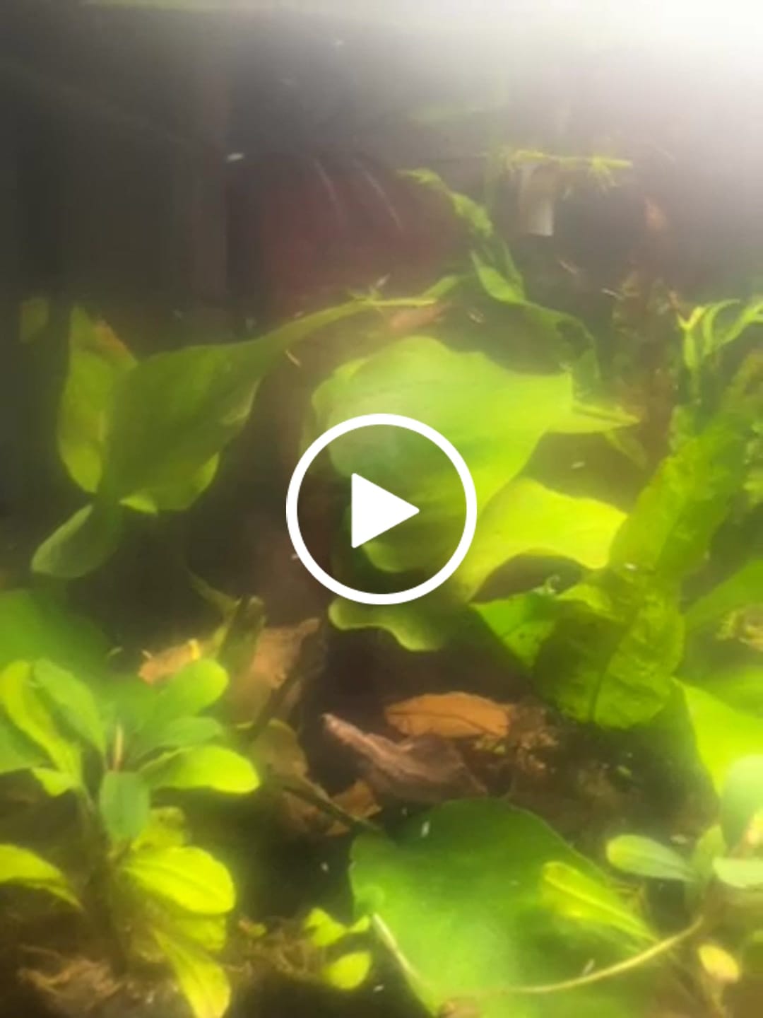 Customer video review of Neocaridina Skittles Shrimp Pack – Assorted Freshwater Colors