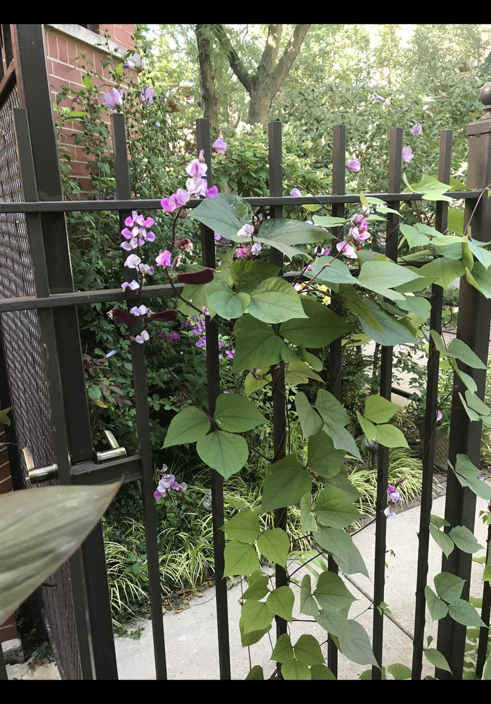 Customer photo review of Hyacinth Bean Seeds