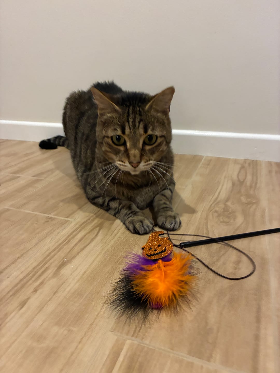 Customer photo review of Halloween Feather Cat Teaser Wand
