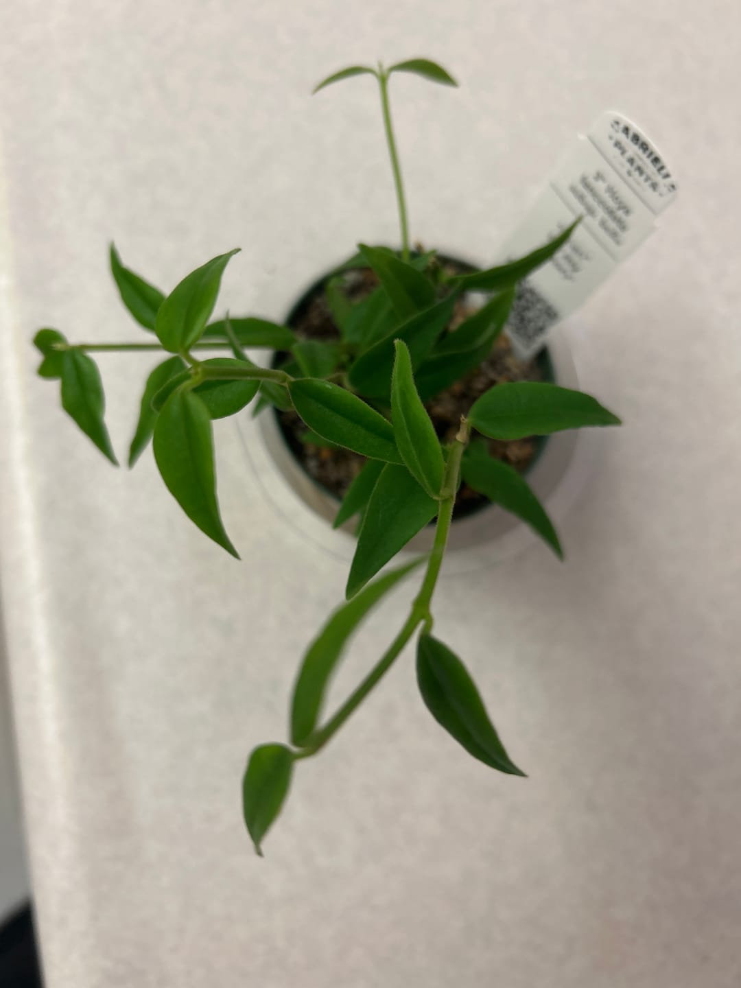 Customer photo review of Hoya lanceolata subsp. bella