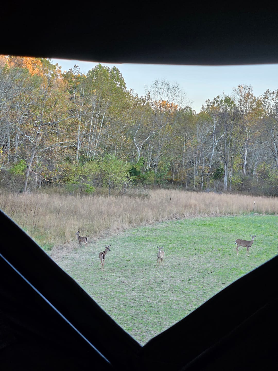 Customer photo review of Winter Wheat Food Plot Seed