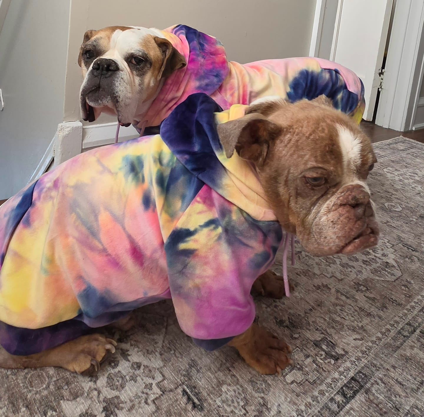 Customer photo review of Velvet Dog Hoodies