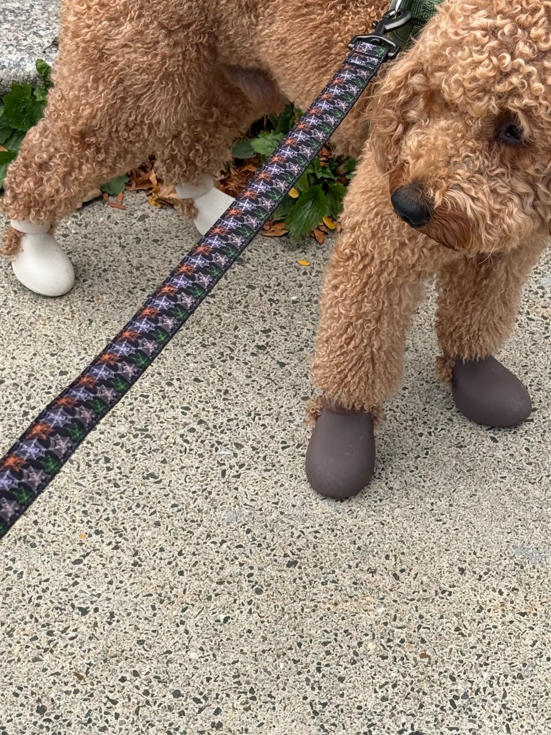 Customer photo review of WagWellies® by wagwear