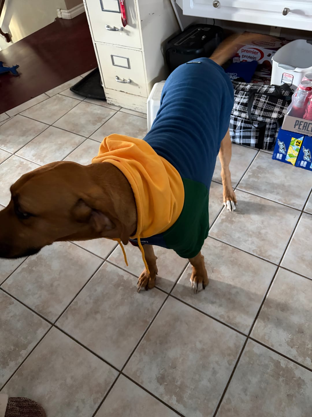 Customer photo review of Primary Color Block Dog Hoodie