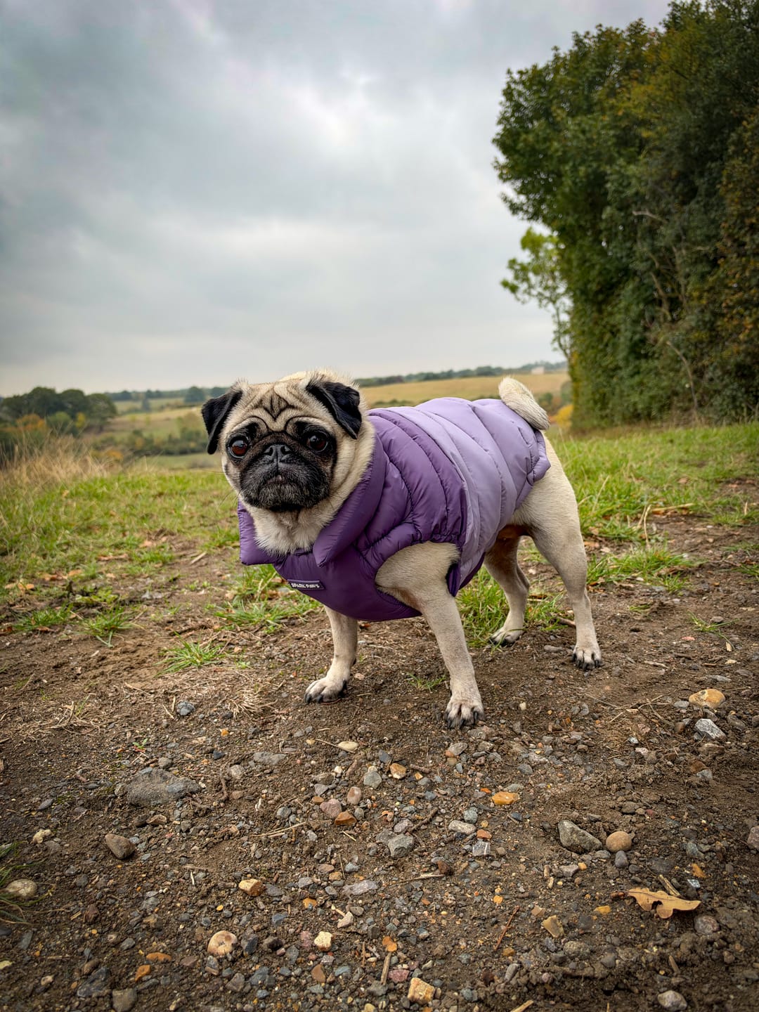 Customer photo review of PuffShield Winter Jacket - Purple (2)
