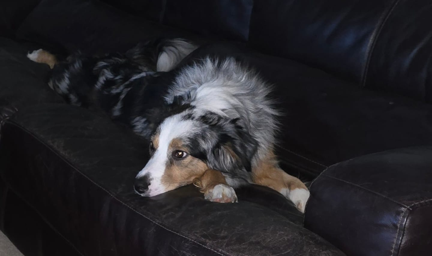 Customer photo review of Dogshood ™ No Pull Harness