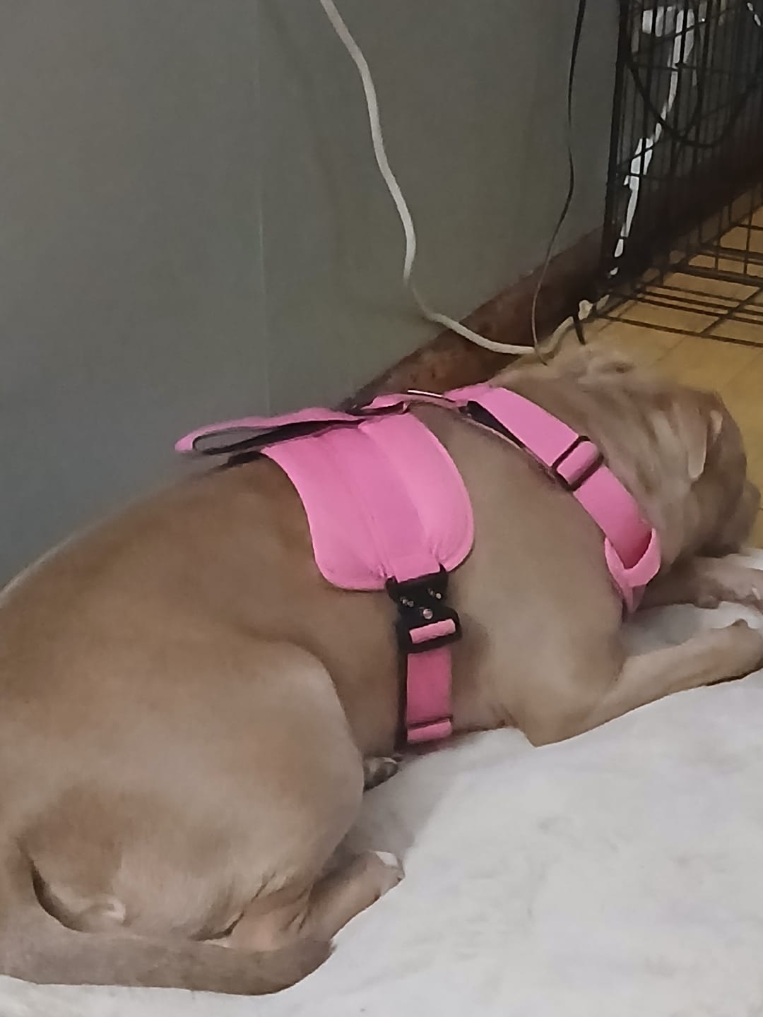 Customer photo review of Matching Pink 6' Bully Proof Leash