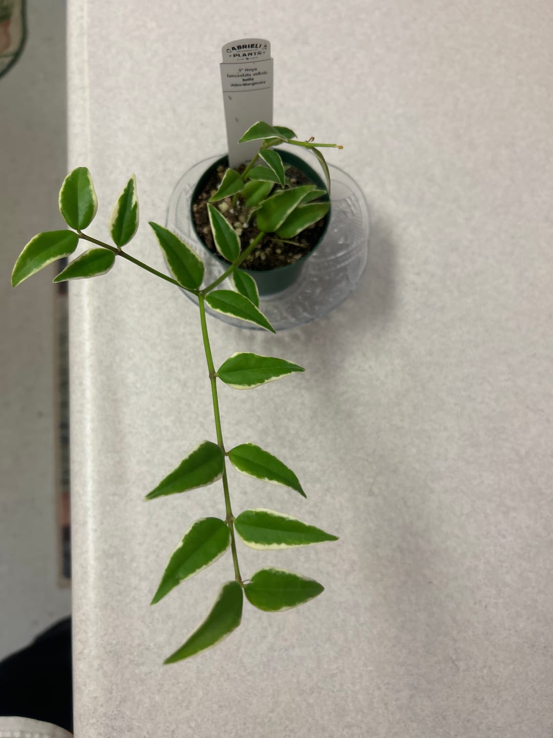 Customer photo review of Hoya lanceolata subsp. bella 'Albo-Marginata'