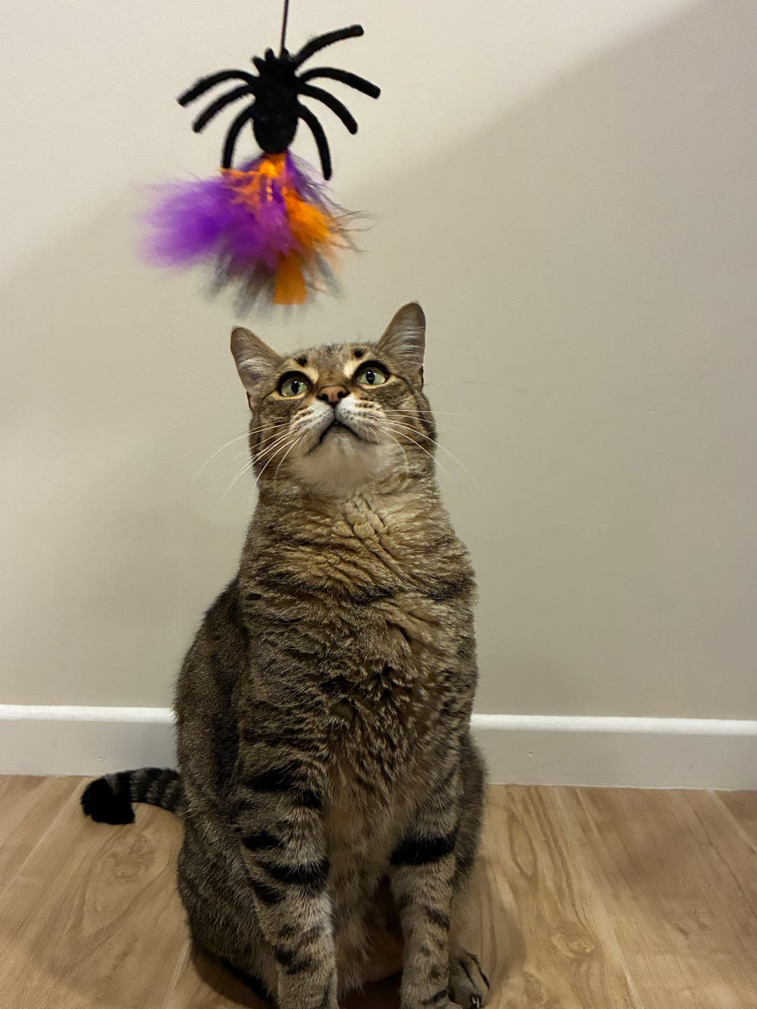 Customer photo review of Halloween Feather Cat Teaser Wand