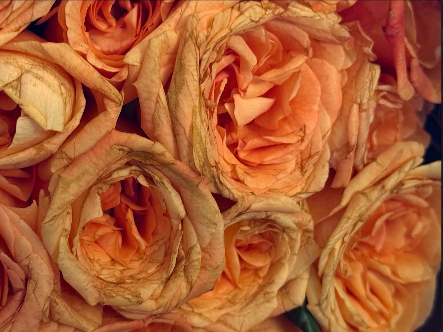 Customer photo review of Orange Rose Bouquet