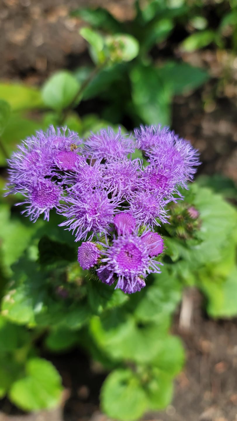 Customer photo review of Ageratum Seeds (Dwarf) - Blue Mink