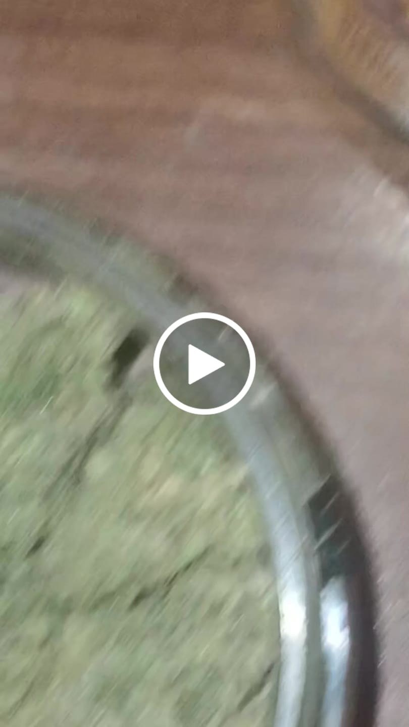Customer video review of Khalifa Kush THCA Flower
