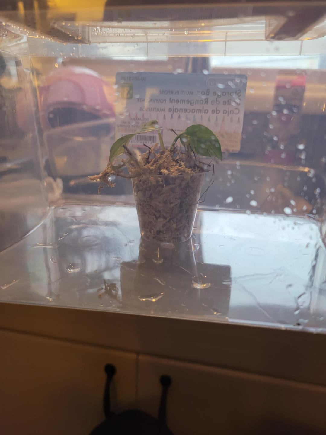 Customer photo review of Tissue Culture Substrate