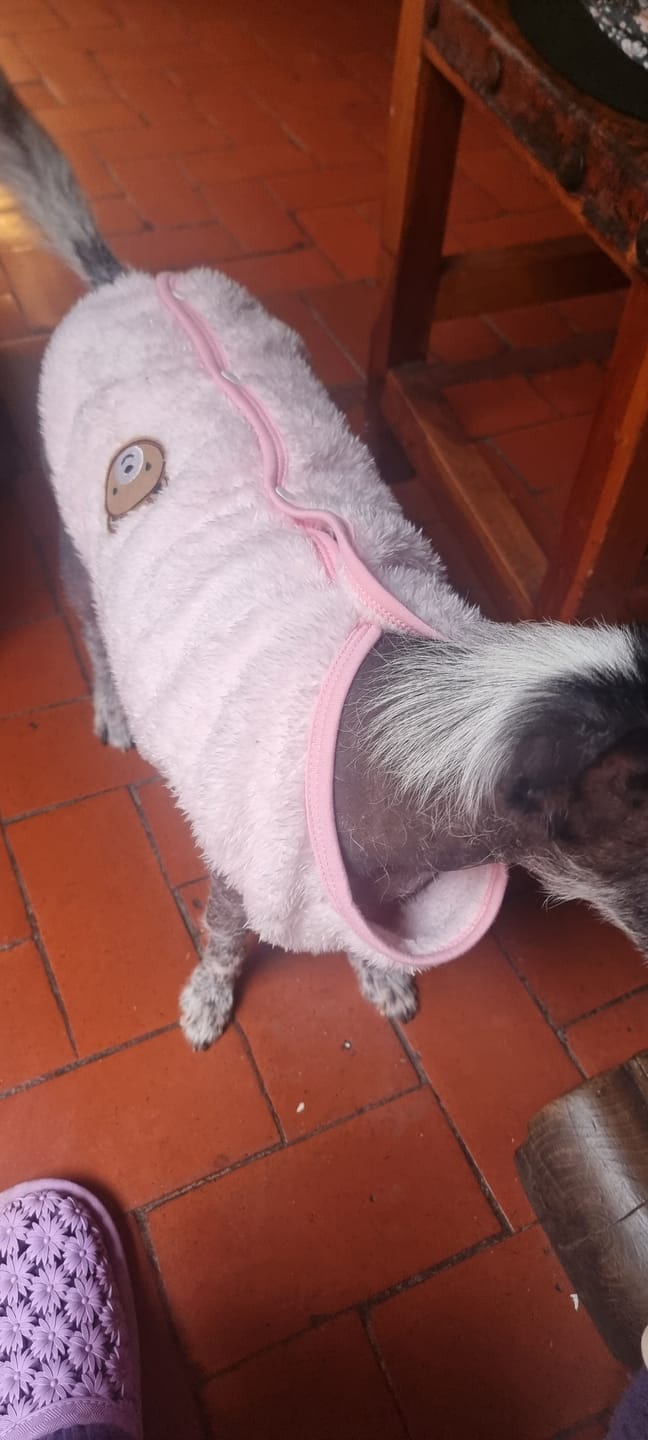 Customer photo review of CT1213 1 Pieza Ropa De Invierno Para Mascota Con Diseño