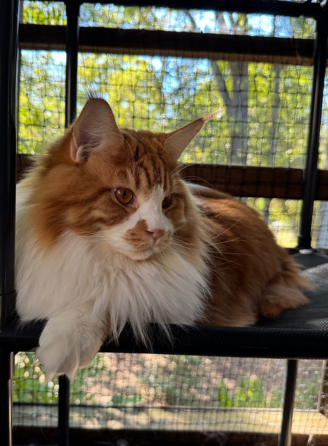 Customer photo review of Durable Cat Tower - Vista