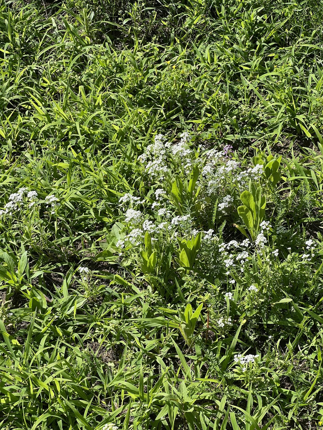 Customer photo review of Sweet Alyssum Seeds - Carpet of Snow