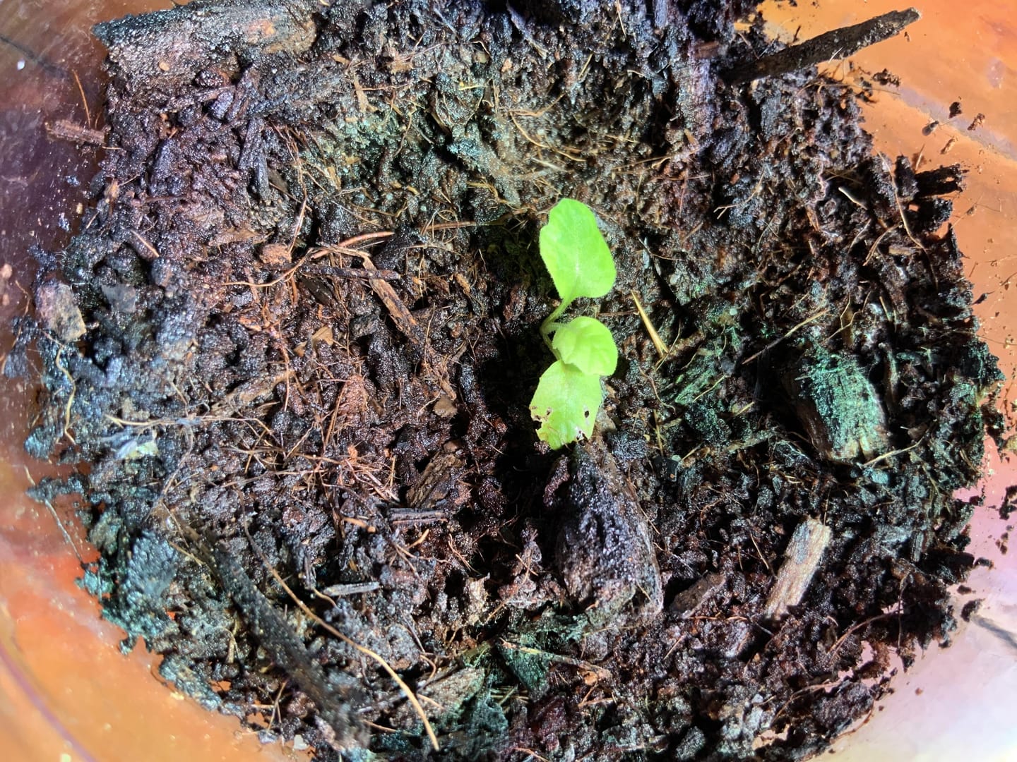 Customer photo review of Primrose Seeds - Blue Zebra