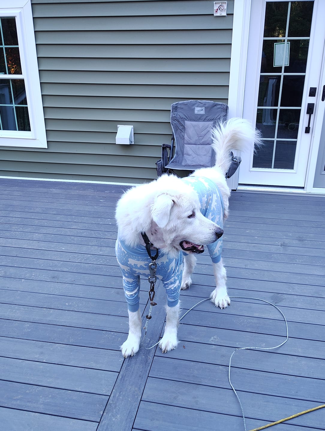 Customer photo review of Dog Pajama - Snowy Polar Bear