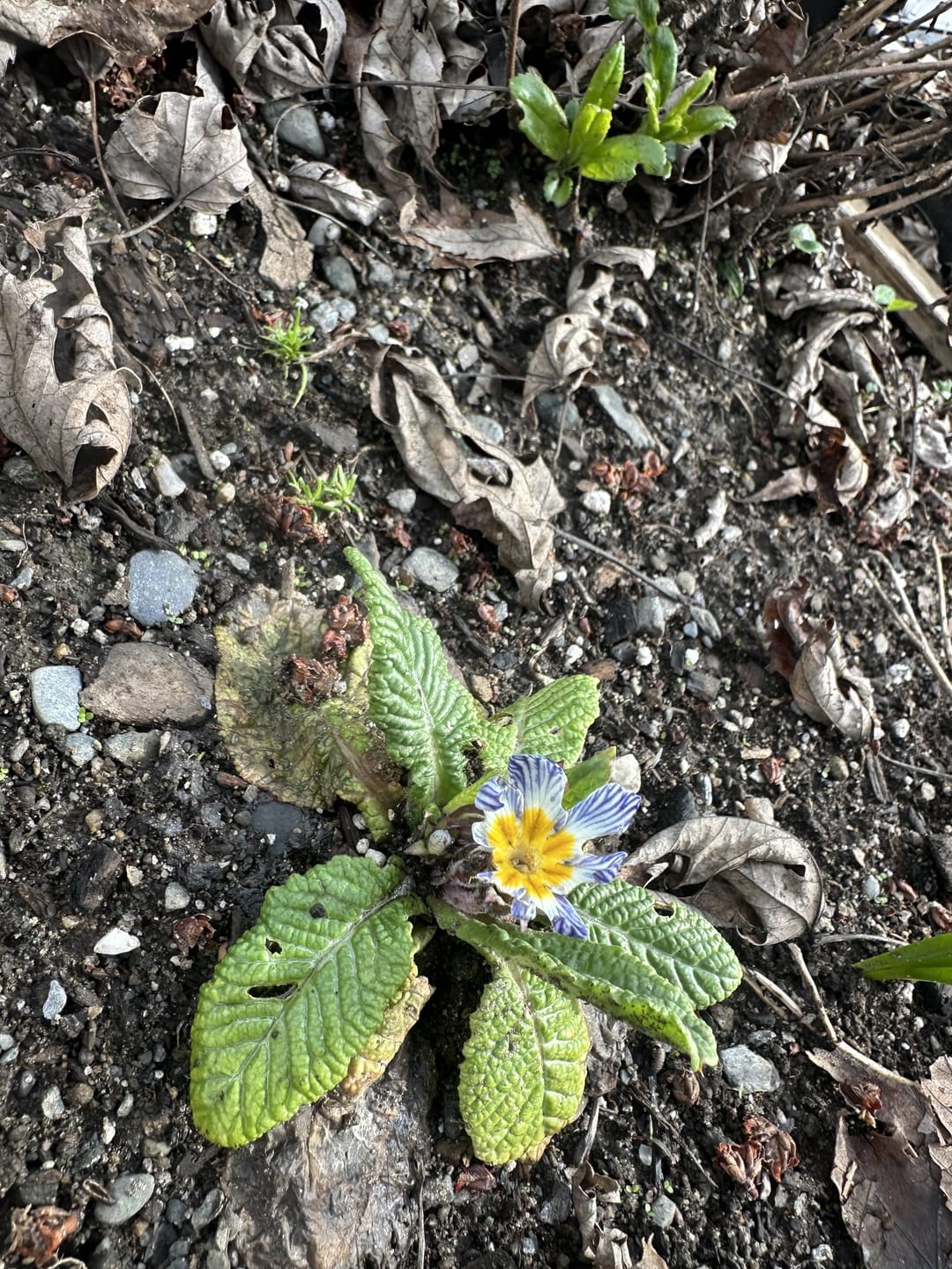 Customer photo review of Primrose Seeds - Blue Zebra