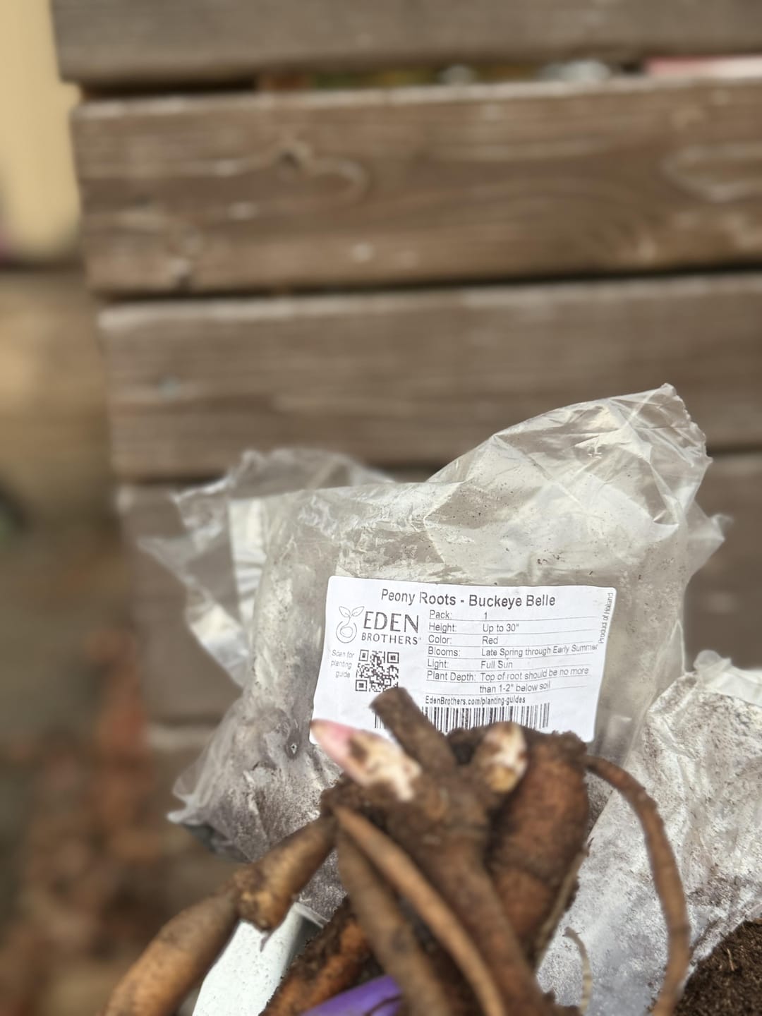 Customer photo review of Peony Roots - Buckeye Belle
