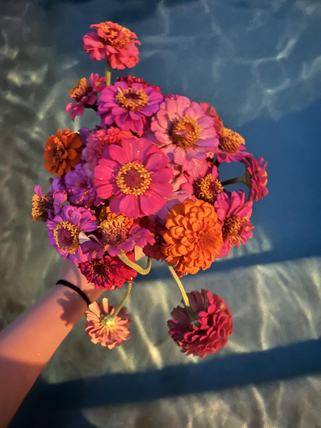 Customer photo review of Zinnia Seeds - Pumila / Cut & Come Again Mix