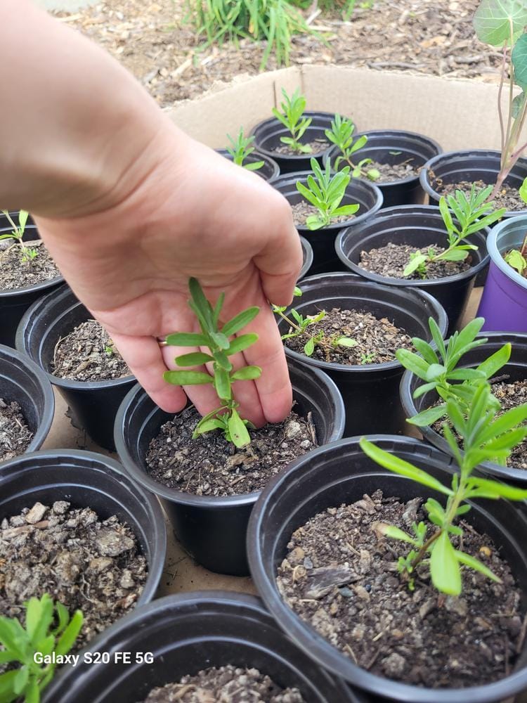 Customer photo review of Lavender Seeds