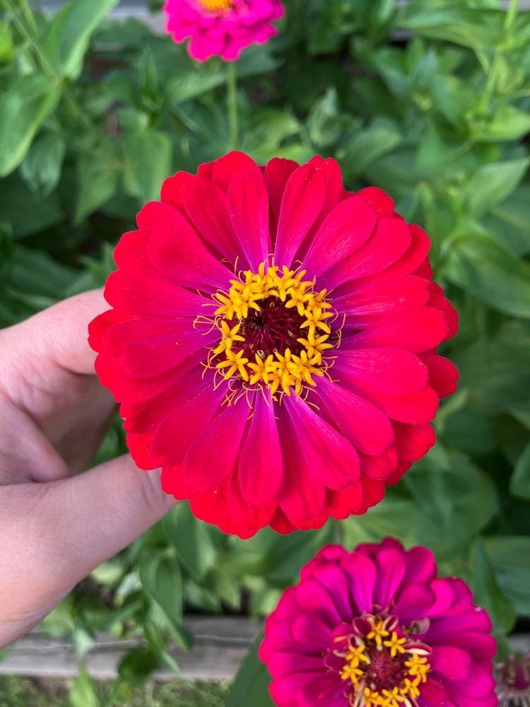 Customer photo review of Zinnia Seeds - Pumila / Cut & Come Again Mix