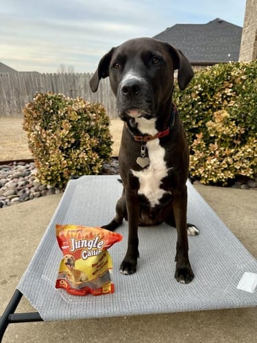 Customer photo review of Jungle Calling Dog Treats Variety Pack, Chicken Wrapped Rawhide Donuts, Beef Tendon Bones & Multi-Flavor Kabobs, 3-Item Bundle for Dogs