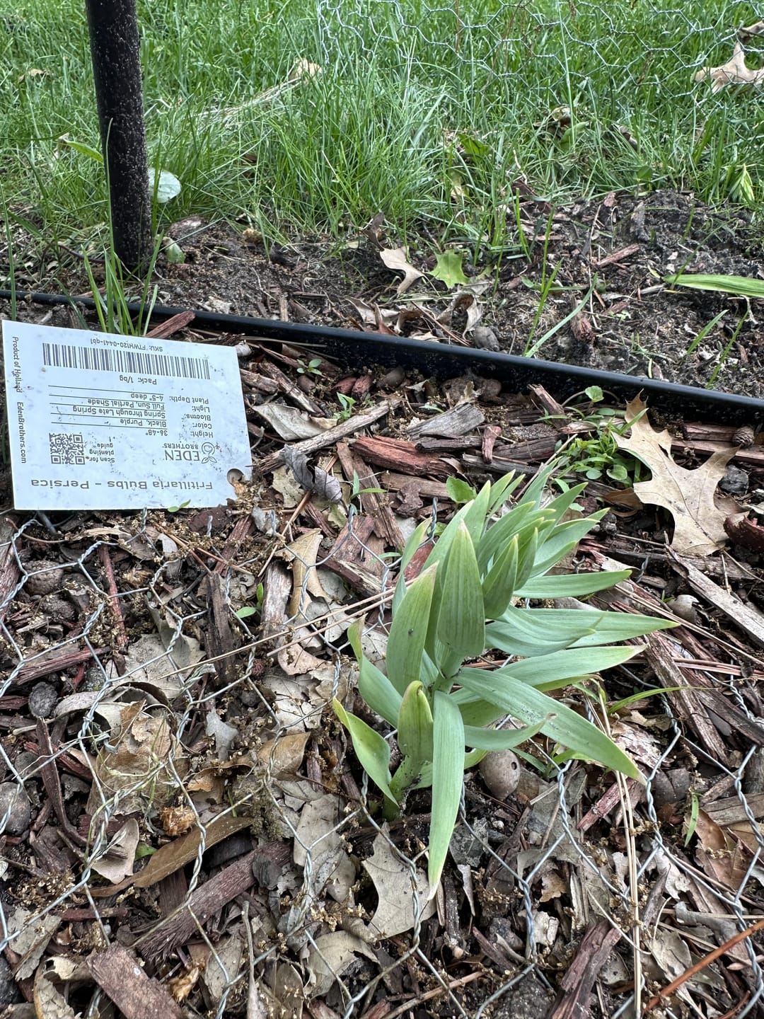 Customer photo review of Fritillaria Bulbs - Persica