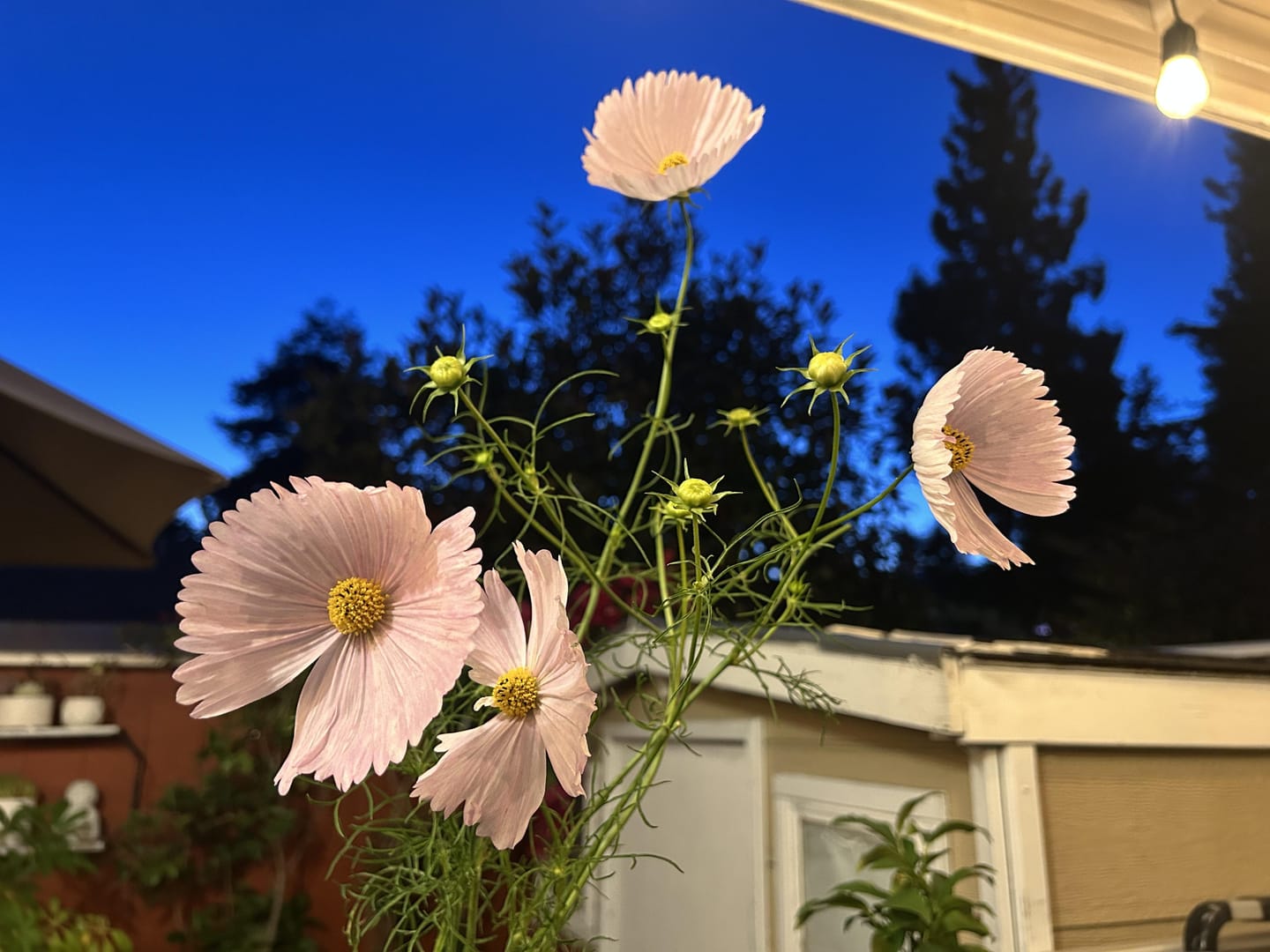 Customer photo review of Cosmos Seeds - Cupcake Mix