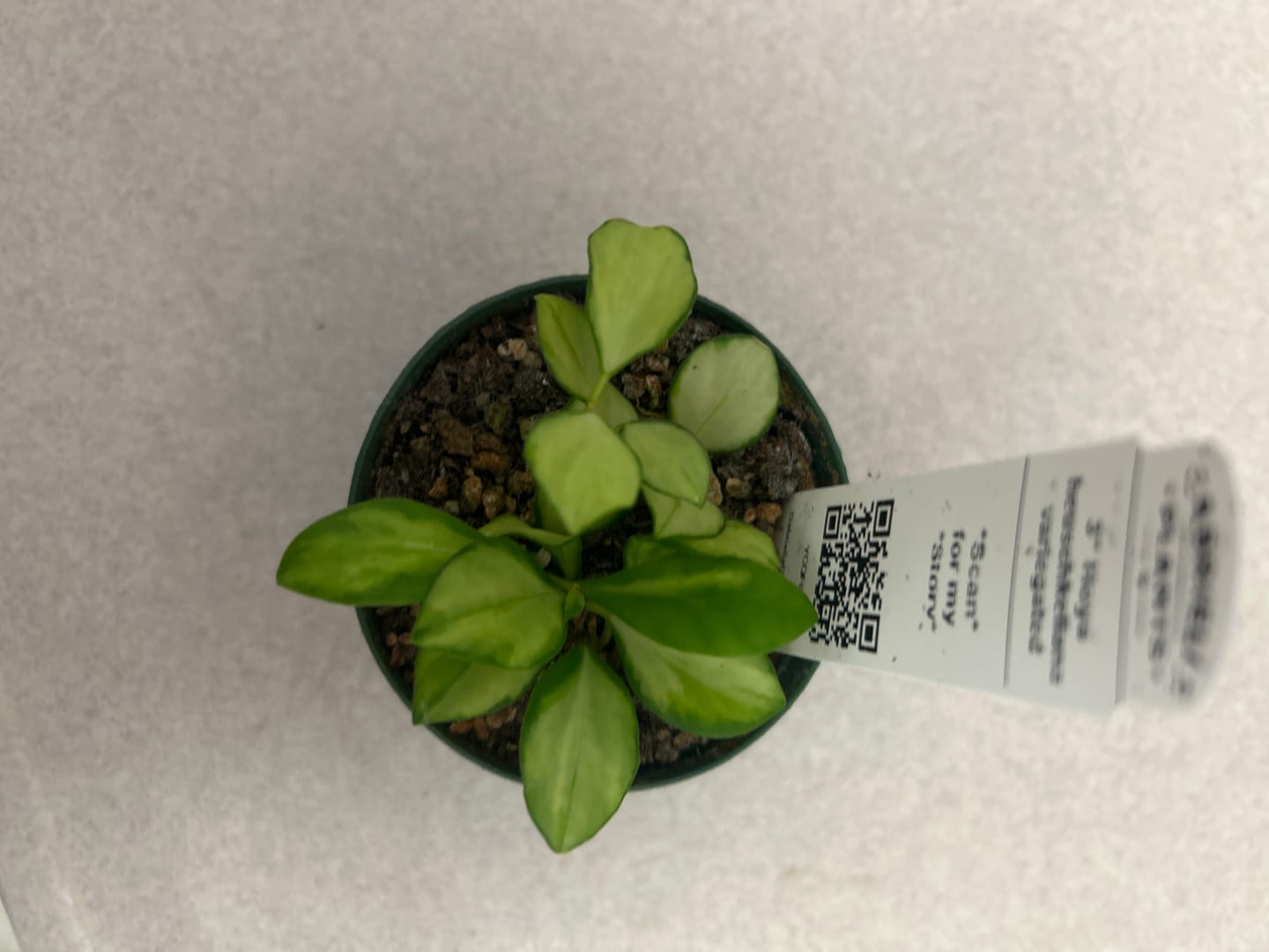 Customer photo review of Hoya heuschkeliana variegated