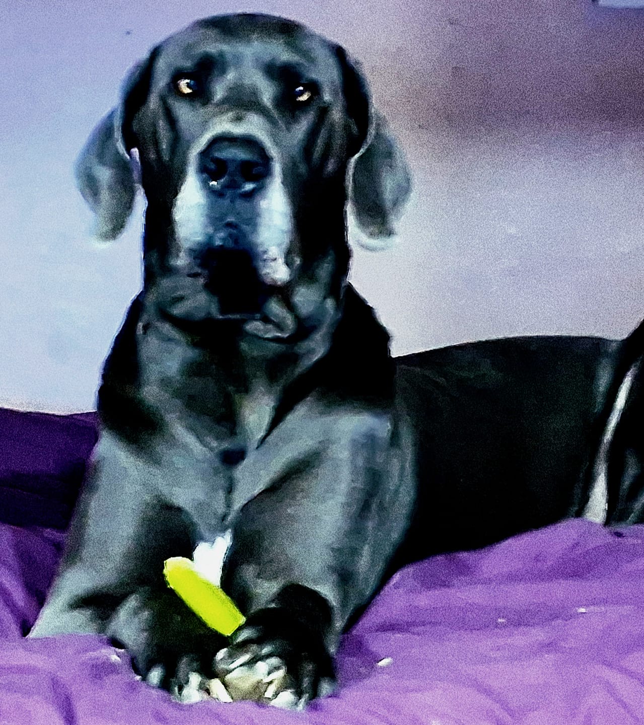 Customer photo review of Himalayan Yak Chews — 6 Flavor Variety Pack | Find Your Dog's Favorite
