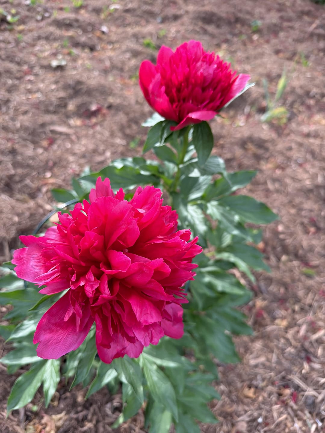 Customer photo review of Peony Roots - Buckeye Belle