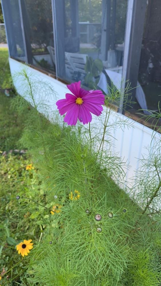 Customer photo review of Northeast Wildflower Seed Mix
