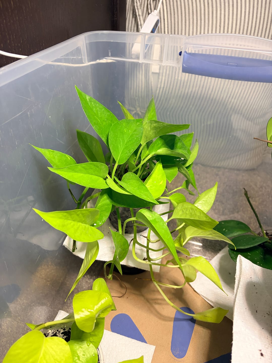 Customer photo review of Pothos Epipremnum aureum 'Neon'