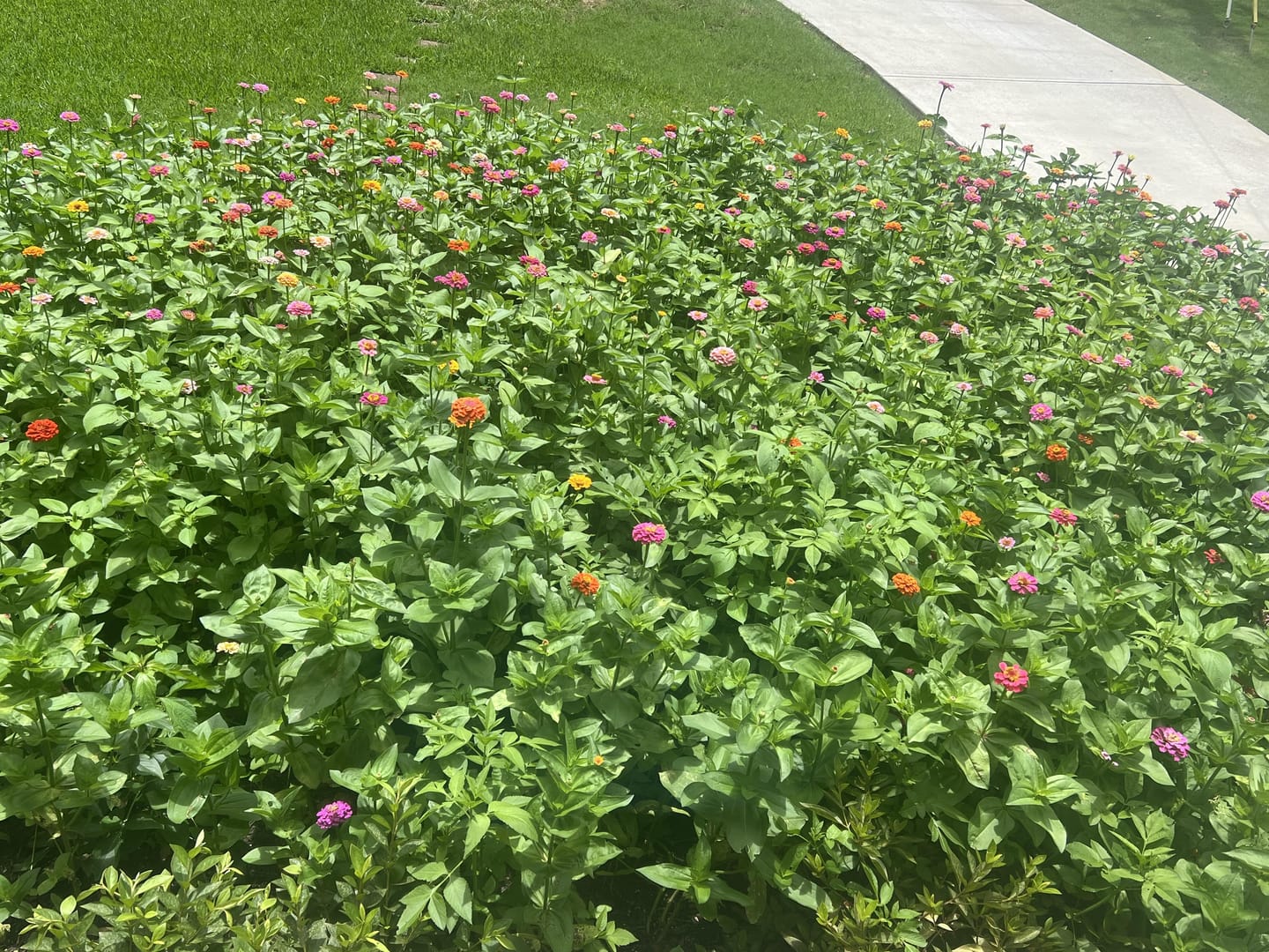Customer photo review of Zinnia Seeds - Pumila / Cut & Come Again Mix