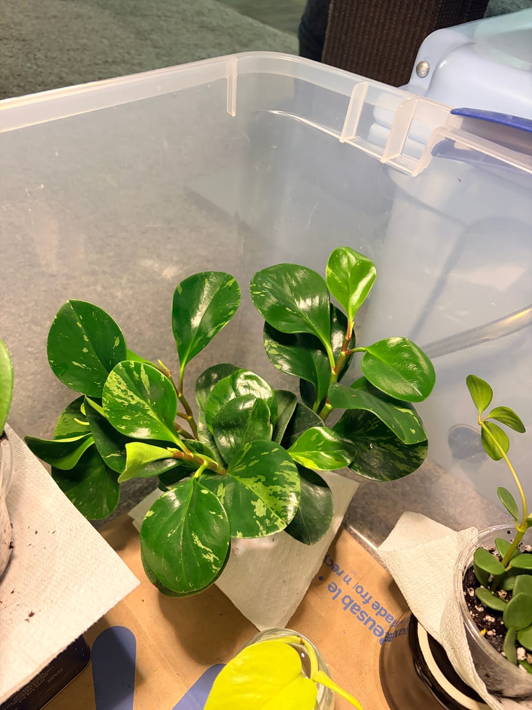 Customer photo review of Peperomia obtusifolia 'Marble'