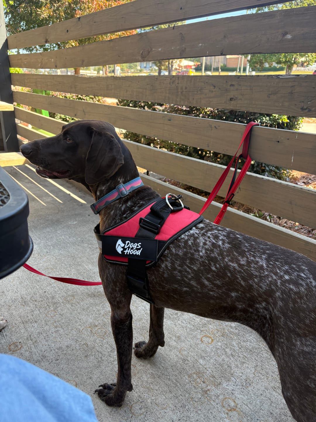 Customer photo review of Bungee Leash
