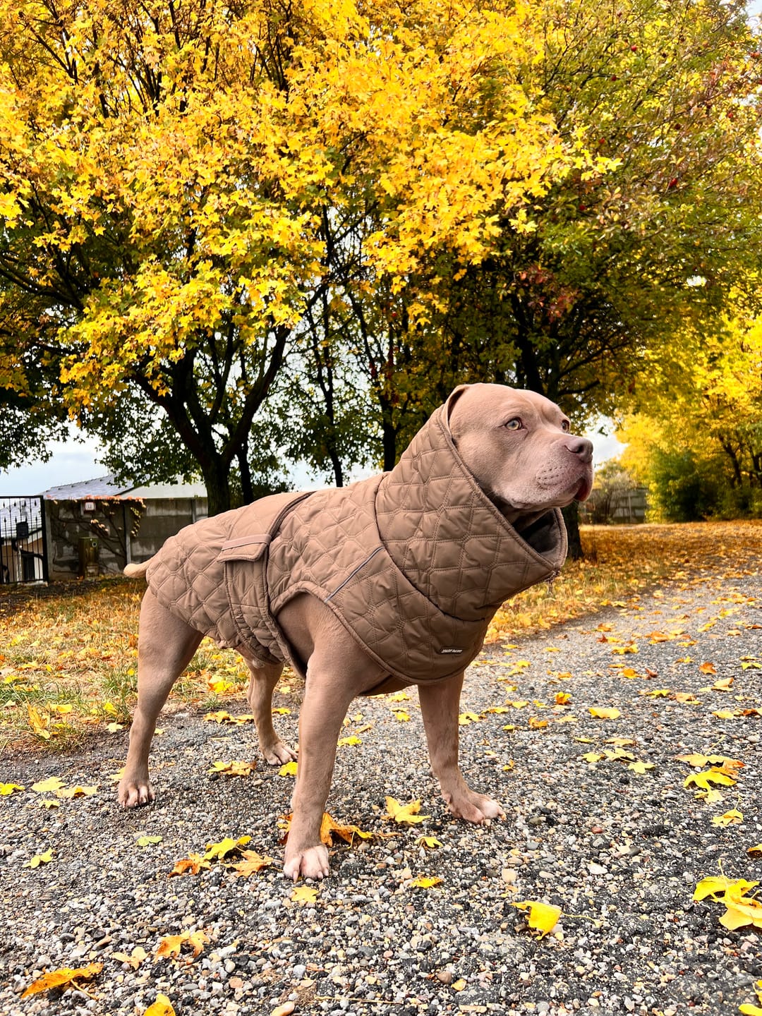 Customer photo review of Quilted Classic Winter Coat - Brown (2)