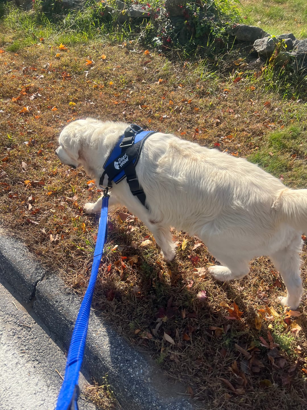 Customer photo review of Dogshood ™ No Pull Harness