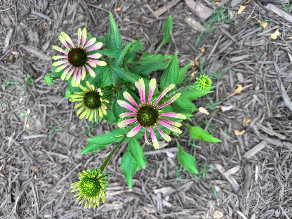 Customer photo review of Echinacea Roots - Green Twister