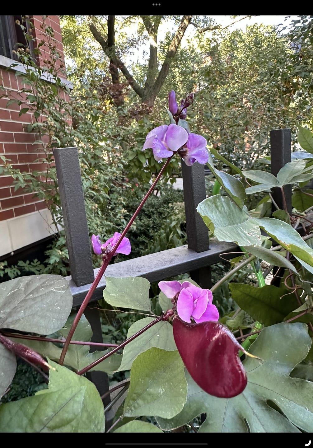 Customer photo review of Hyacinth Bean Seeds