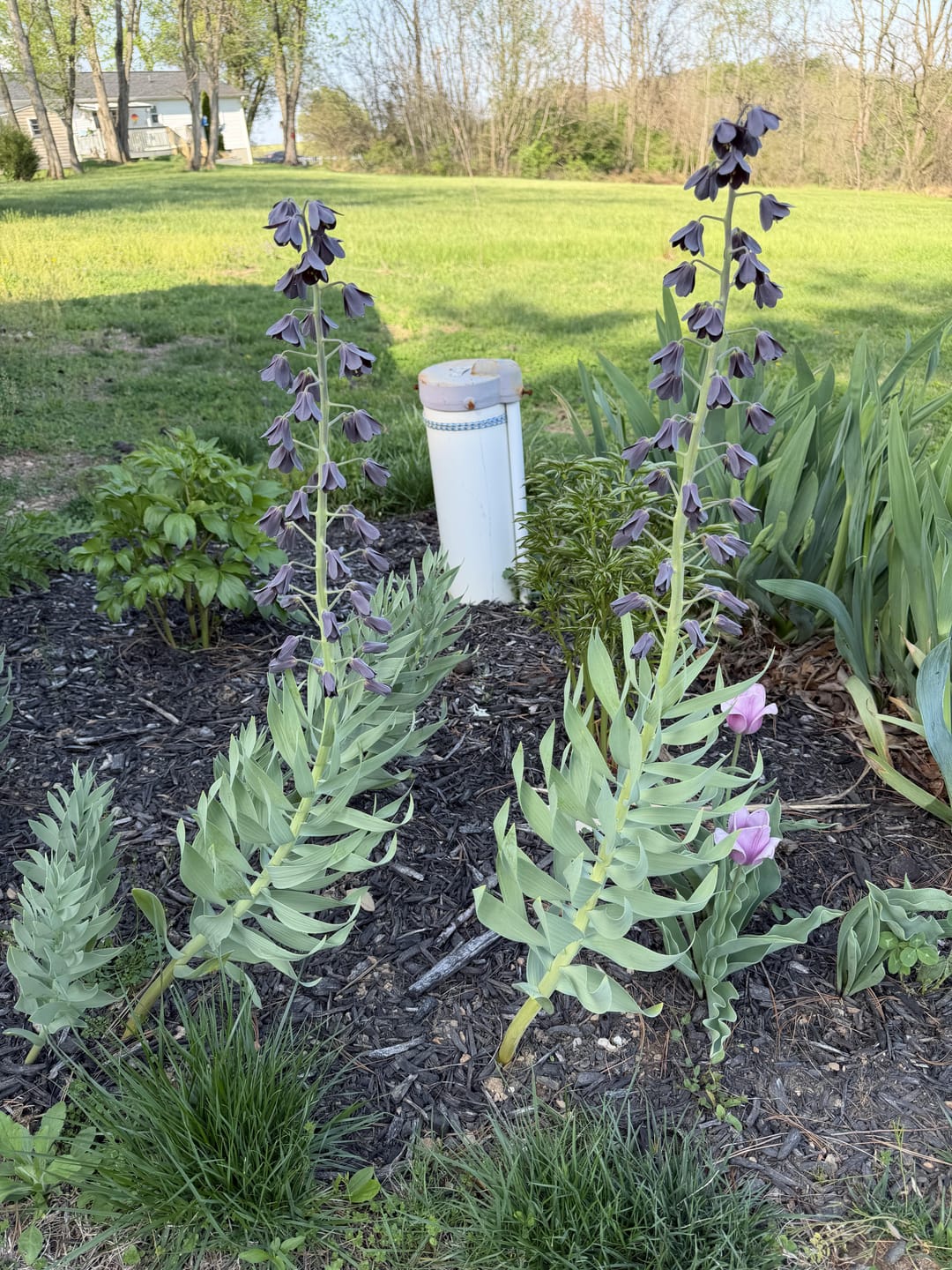 Customer photo review of Fritillaria Bulbs - Persica