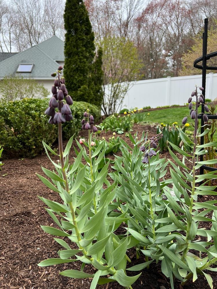 Customer photo review of Fritillaria Bulbs - Persica