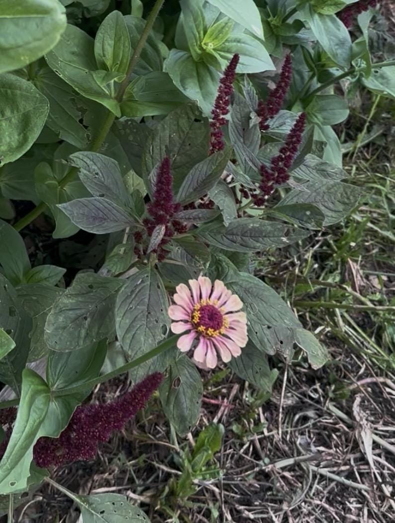 Customer photo review of Amaranthus Seeds - Pygmy Torch