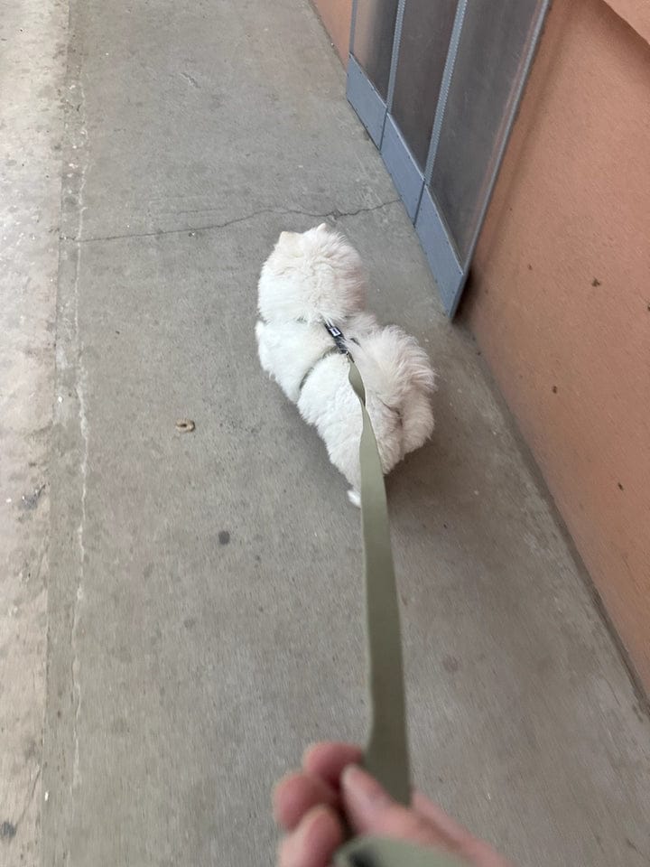 Customer photo review of Valora Ultra-Lightweight H-Shaped Escape-Proof Dog Harness and Leash Set