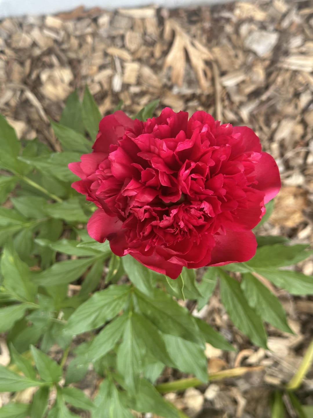 Customer photo review of Peony Roots - Buckeye Belle