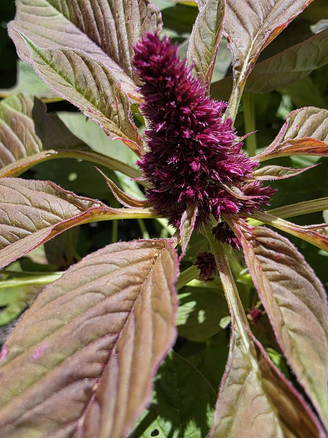 Customer photo review of Amaranthus Seeds - Pygmy Torch