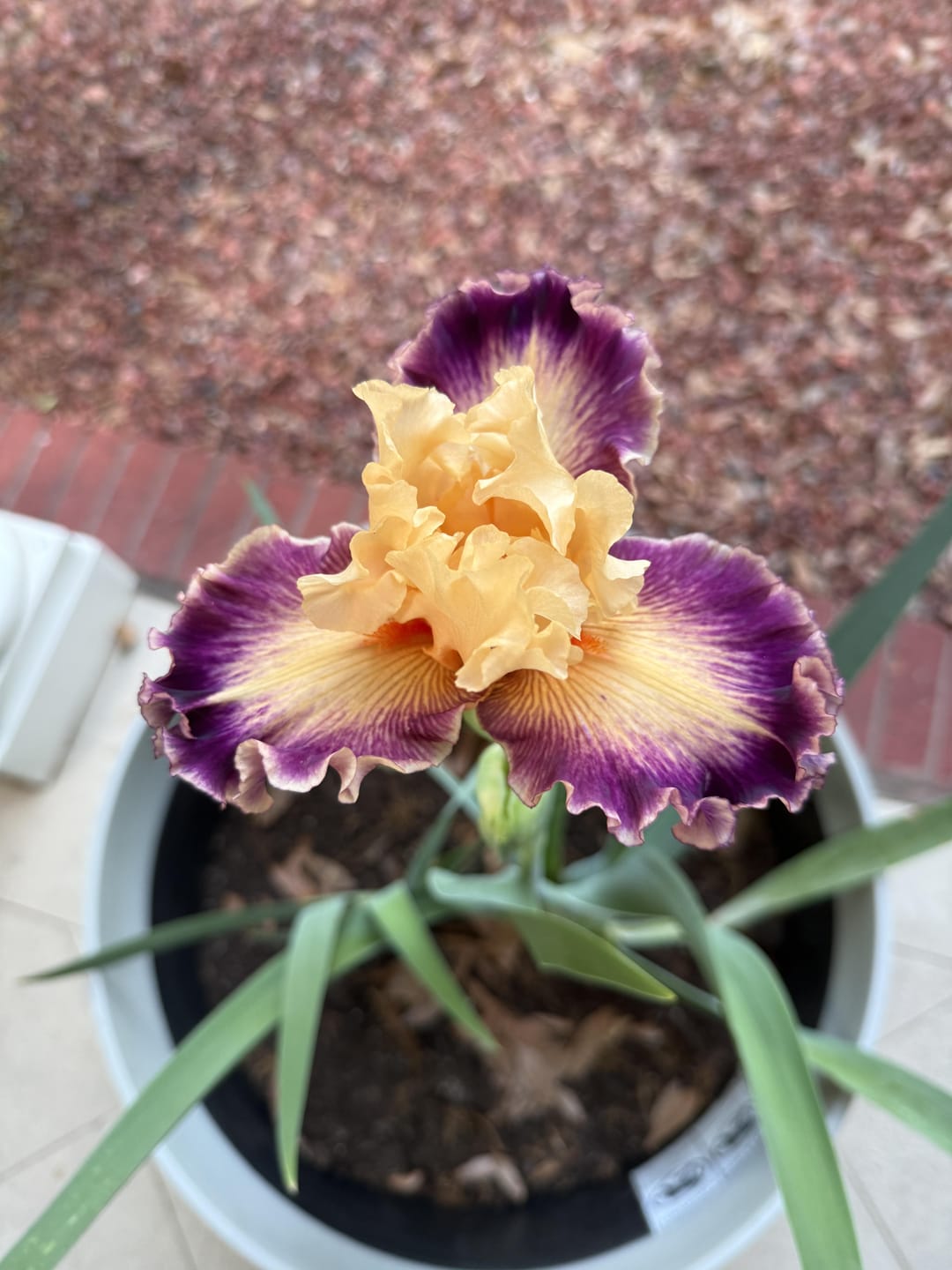 Customer photo review of Bearded Iris Bulbs - Rasputin