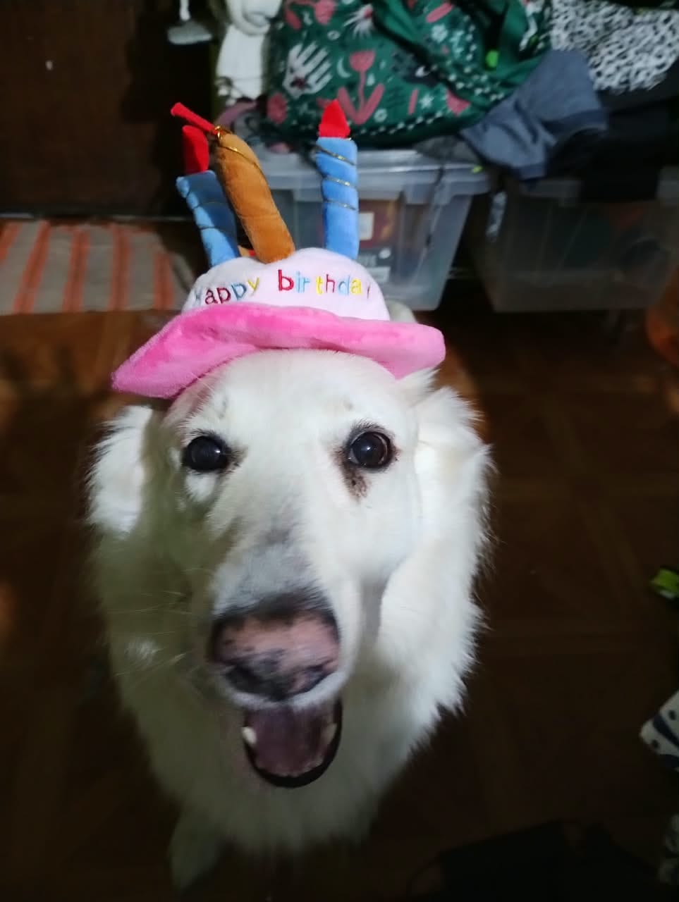 Customer photo review of CT3188 1 Pieza De Gorro Cumpleaños Para Mascota